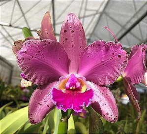 Blc. Durigan 'Hercules' - 2 UNIDADES *ATACADO*