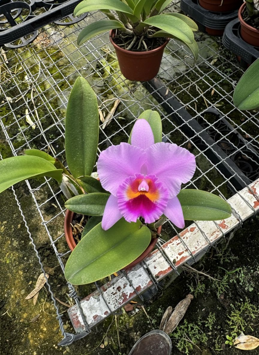 Cattleya (Aloha Case 'Ching Hua' x Percivaliana 'Carla Porto') - 2 UNIDADES *ATACADO*
