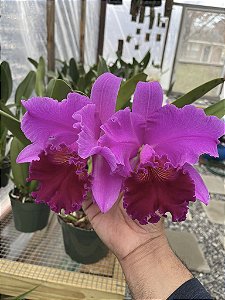 Cattleya Amy Wakasugi 'Yamanashi' - Adulta
