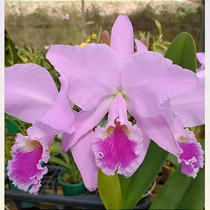 Cattleya Labiata (Semi Alba Carnea x Tipo) - Adulta