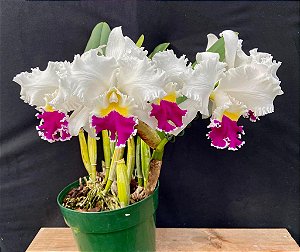 Cattleya Nippon Livinza - *2 UNIDADES - ATACADO*