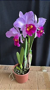 Cattleya Zaoh Porch - Adulta