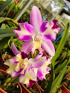 Lc. Little Mary 'Marispata' - 2 UNIDADES *ATACADO*