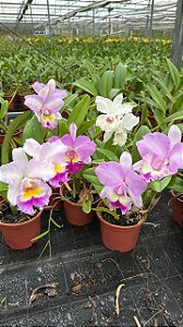 Blc. (Pastoral 'Aniel Carnier' x Chief Journey 'First Choice') - *2 UNIDADES - ATACADO*