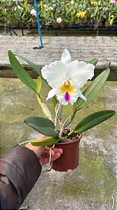 Cattleya (Mildred Rives x Enid Moore) - Adulta (Sementeira)