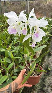Cattleya Labiata Semi-Alba 'Carnea' - Adulta