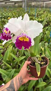 Cattleya Stephen Oliver Fouraker - *2 UNIDADES - ATACADO*