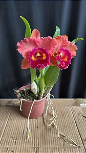 Blc. (Exotic Dream x Chia Lin) 'Orange' - Adulta