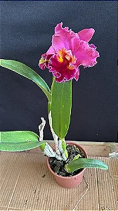 Blc. Candelario Garcia 'Original' - *2 UNIDADES - ATACADO*