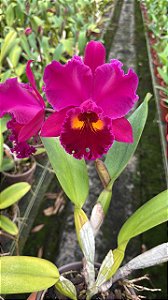 Blc. (Chia Lin "New City" X Sanyung Ruby) - 2 UNIDADES *ATACADO*
