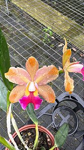 Blc.(Chinese Bronze x Nobile's Confetti) - 2 UNIDADES *ATACADO*