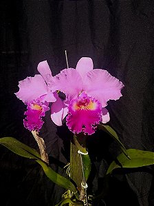 Cattleya Beatriz Kunning - 2 UNIDADES *ATACADO*