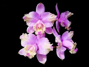 Cattleya Loddigesii (Flamea x Redonda) - 2 UNIDADES *ATACADO*
