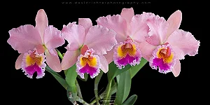 Blc. George King 'Serendipity' - *2 UNIDADES - ATACADO*