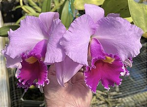 Cattleya Irene Finney ‘Spring Bounty’ AM/AOS - Adulta