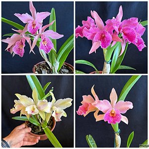 Blc. (Maikai Mayumi x Amazing Thailand) - Adulta (3368 - Sementeira)