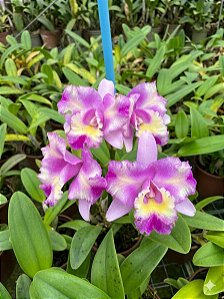 Cattleya Margareth Degenhardt - Adulta