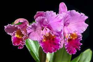 Cattleya Drumbeat 'Triumph' AM/AOS - Adulta