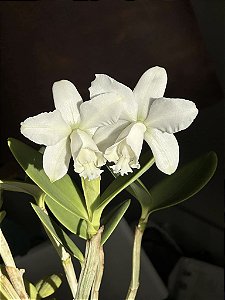 Cattleya Loddigesii Alba - Adulta
