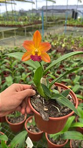 Cattleya Loog Tone 'Orange' - Adulta