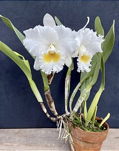 Cattleya Old Sierra 'Floralia' - *2 UNIDADES - ATACADO*