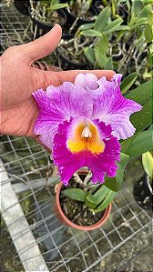 Bc. (Pastoral 'Innocence' x Larissa) - *2 UNIDADES - ATACADO*