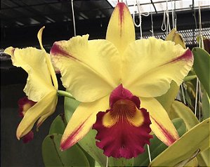 Blc. Dora Louise Capen 'Lea' 2 - Vegetal