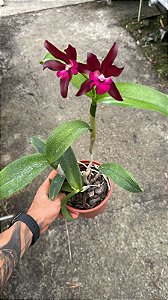 Cattleya Netrasiri Waxy 'Jairung' 2 - 2 Flores