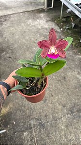 Blc. Durigan 'Crater' - Florida