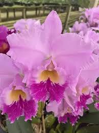 Blc. Beatriz Kunning 1 - 3 Espatas Florais + Vaso Cheio