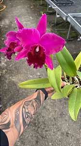 Blc. (Tubtin Sayan 'Kultana' x Suzuki's Triumph) - 2 Flores Gigantes