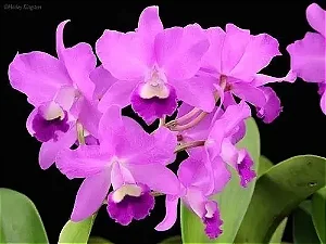 Cattleya Portia Tipo - Vaso 10
