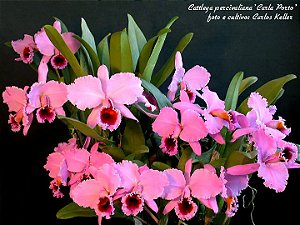 Cattleya Percivaliana Carla Porto - 2 Frentes Floridas