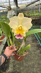 Blc. Goldenzelle 'Lemon Chiffon' - Florida + Espata Floral