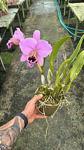 Cattleya Percivaliana 'Thiago' 1 - Florida (Necessita Replante)