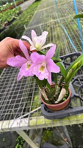 Bc. (Pastoral 'Innocence' x Maikai Mayumi) - 2 Frentes Floridas