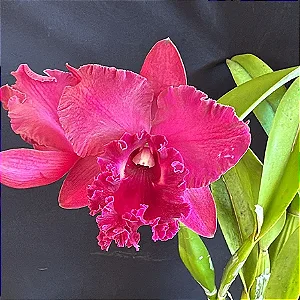 Blc. Burdekin 'Fireball' 2 - Vegetal