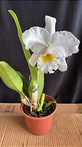 Cattleya Francis T. C. Au - Florida