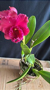 Blc. (Siam 'Red' x Ahchung Ruby) - Florida