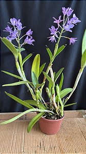 Cattleya Bowringiana Coerulea - 2 Frentes Floridas (Vegetal Antigo)