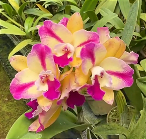 Pot. (Haw Yuan Glory x Golden Acclain 4