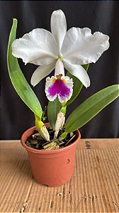 Cattleya Labiata Semi Alba 3