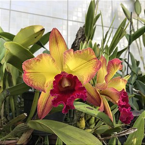 Blc. Suzuki's Red Flare 'Nagase' 3 - Botao + Vaso Cheio