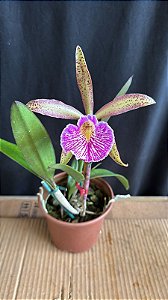 Bc. (Nodosa x Schilleriana) - Florida