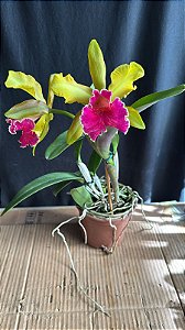 Blc. (Schilleriana x Chunyeah #17) - 2 Flores