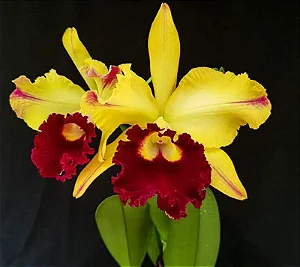 Blc. Tajima's Satisfaction - Botao + Vaso Cheio