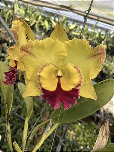 Blc. Saeng U-SA n1 - Botoes + Espata Floral