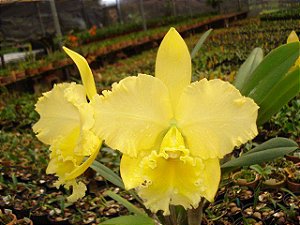 Blc. Delta King 'Tangerglow' - 2 Espatas Gigantes