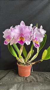 Blc. (Mildred Rives x Irene Finney) - 3 Frentes com Botoes (Sementeira)