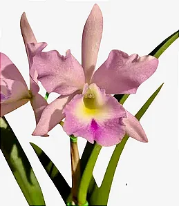 Bc. (Maikai Mayumi x Pastoral Innocence) 2 - 4 Frentes com Botoes (SEMENTEIRA)